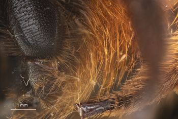 Media type: image;   Entomology 816436 Aspect: thorax lateral